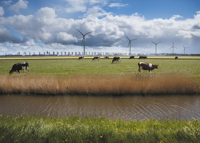 Cows in the meadow, wind mill