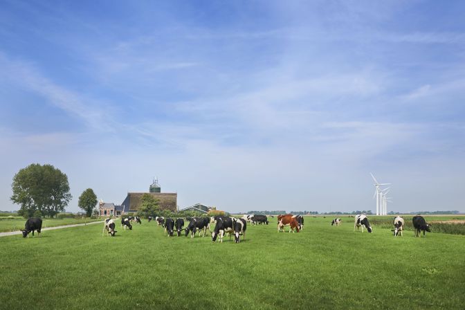 cows in green field