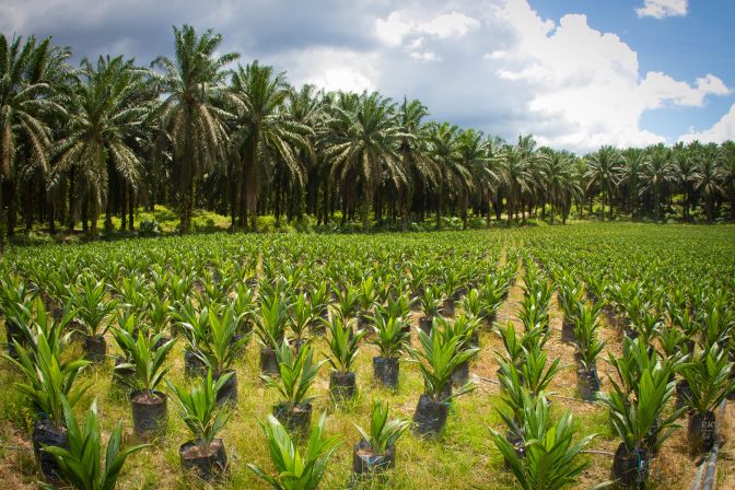 palm oil plant sourcing