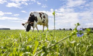 Cow in meadow corporate